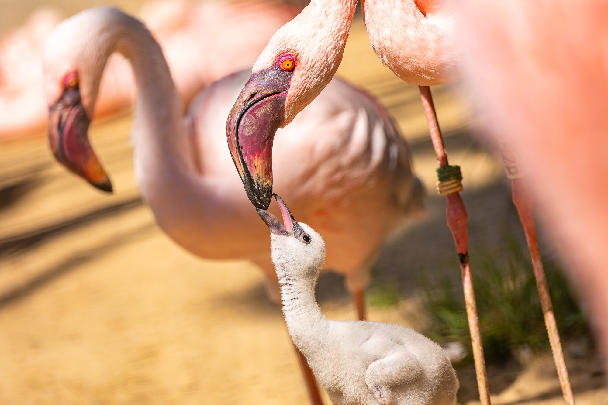 Flauschiges Flamingo-Küken – Zoo Berlin