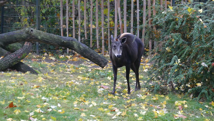 Gelbrückenducker