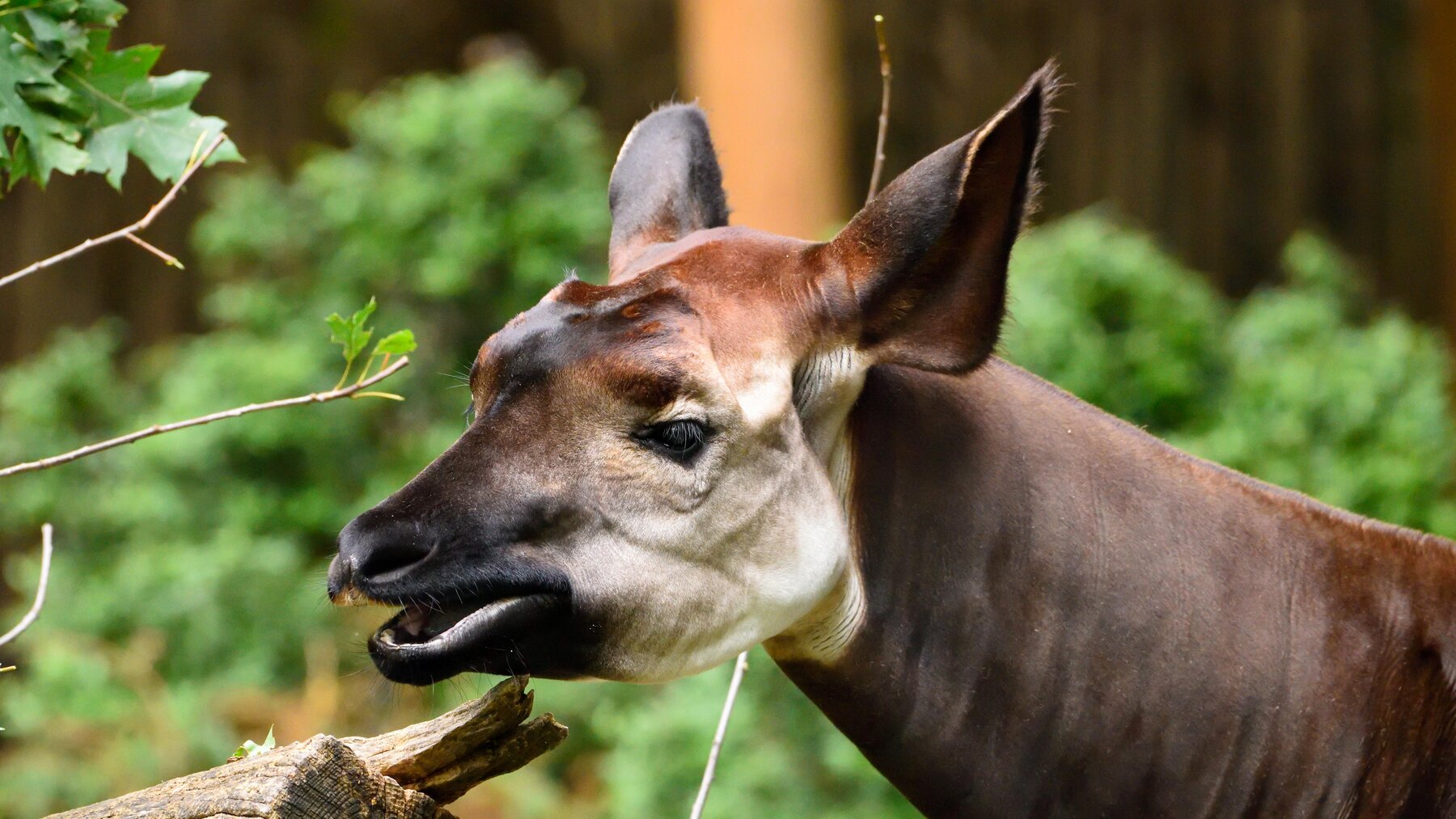 okapi tongue ear