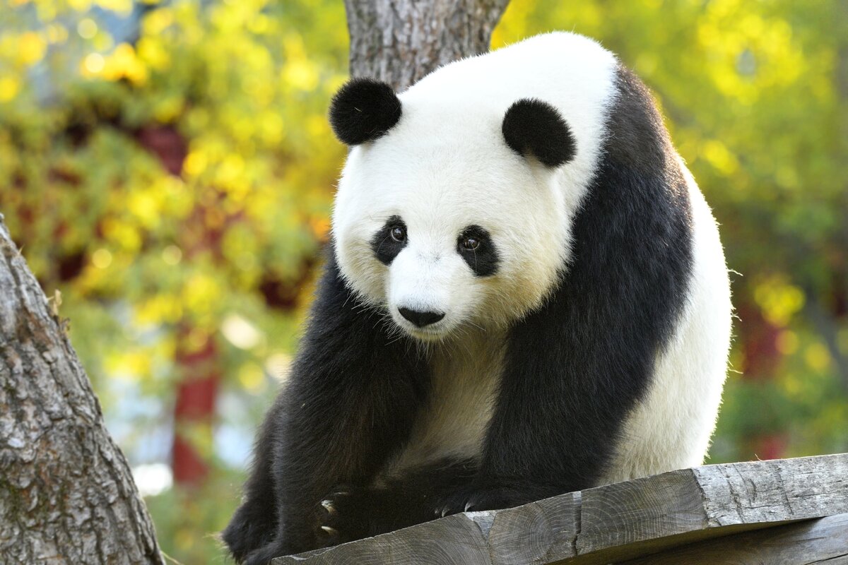 Berliner Panda-Wunder 2.0? – Zoo Berlin