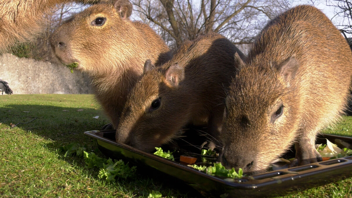 Names for the baby capybaras – Zoo Berlin
