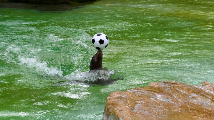Seelöwe balanciert Fußball