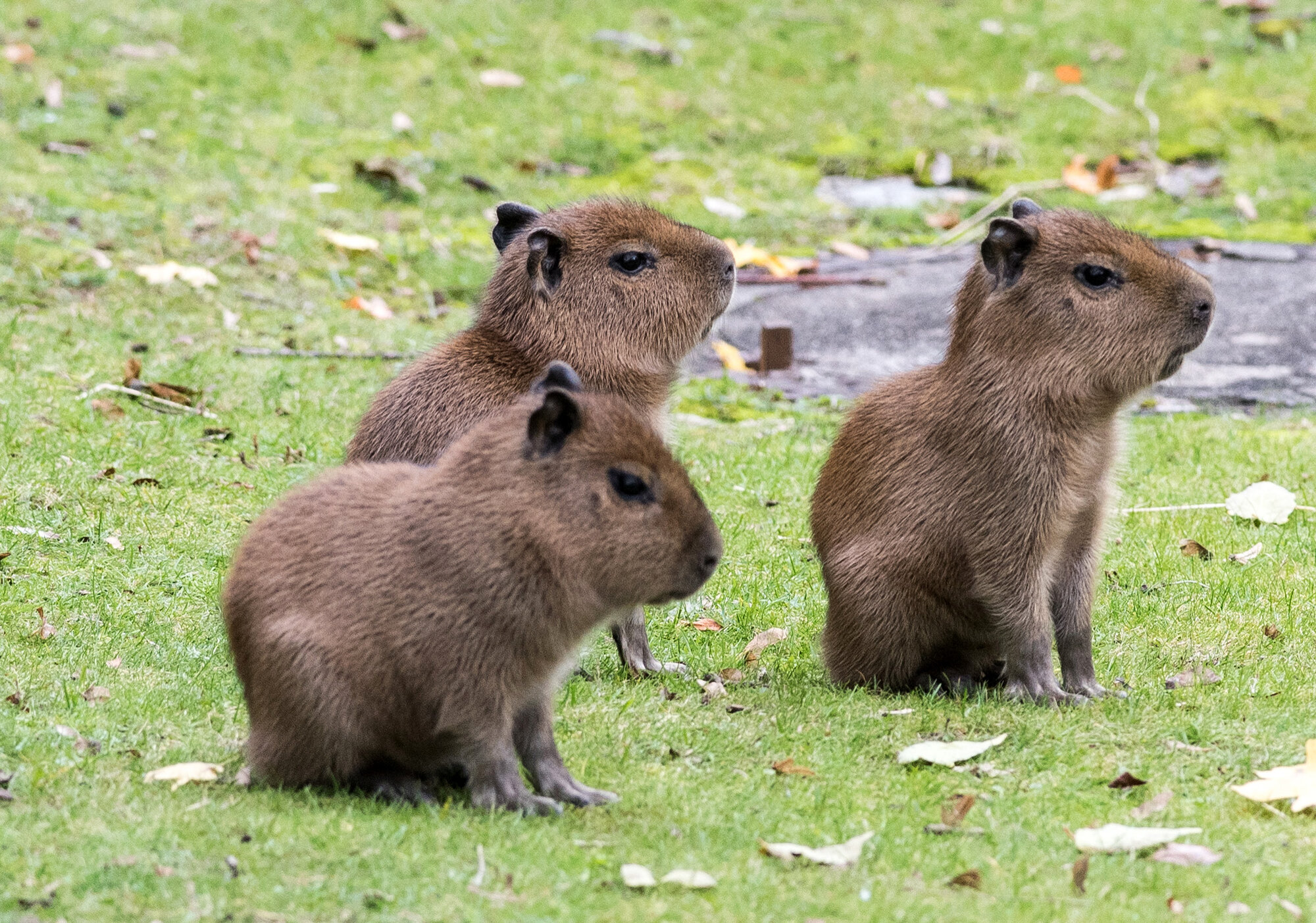 Baby Capybaras