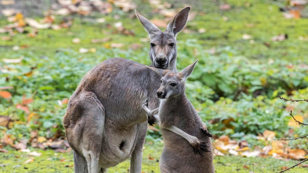 Kangaroo family secrets – Zoo Berlin