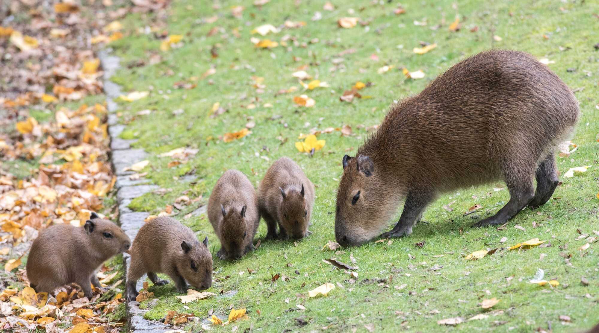 New babies for the capybaras – Zoo Berlin
