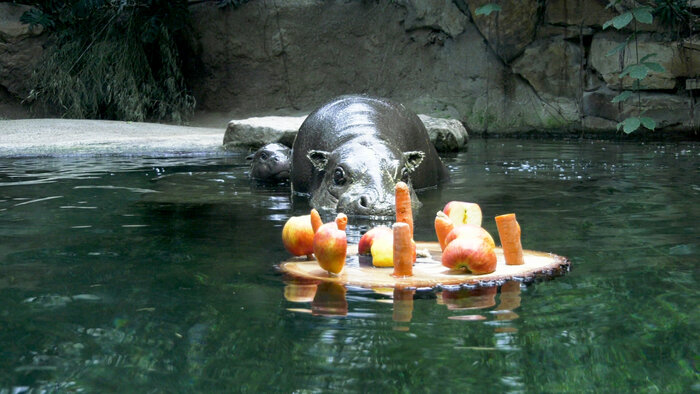 Zwergflusspferd mit Enrichment