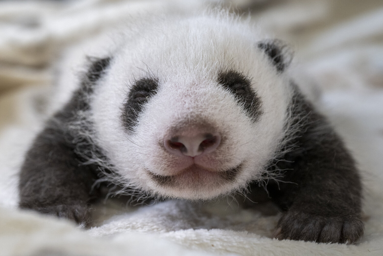 panda visit in chengdu china