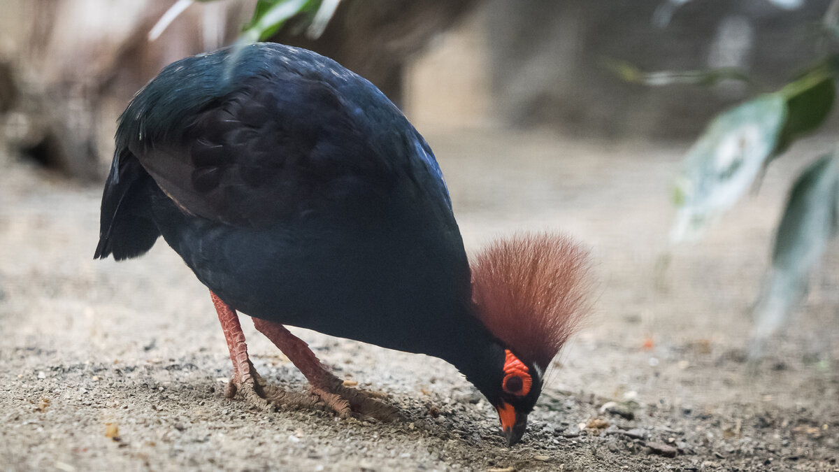 The birds of Southeast Asia – Zoo Berlin