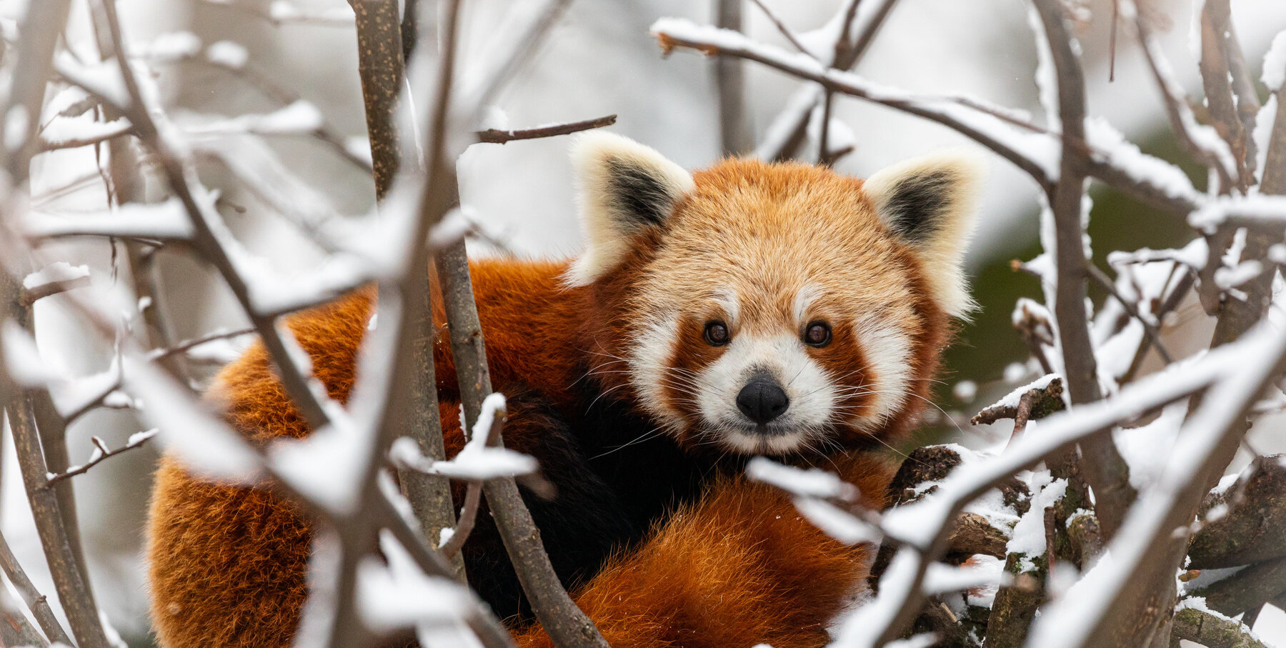 Zoo von Cincinatti: Rote Pandas toben im Schnee - Gesellschaft - FAZ