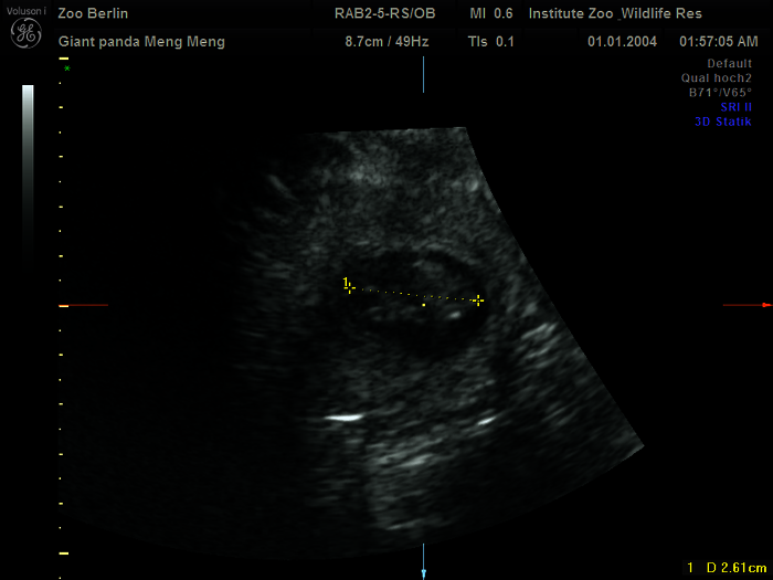 [Translate to English:] Ultraschallbild Meng Meng